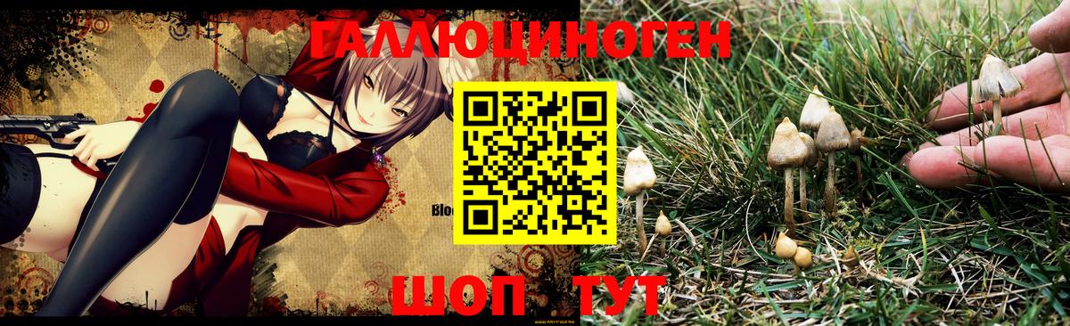Азнакаево  Псилоцибиновые грибы Psilocybe  купить наркоту  Вход с VPN 